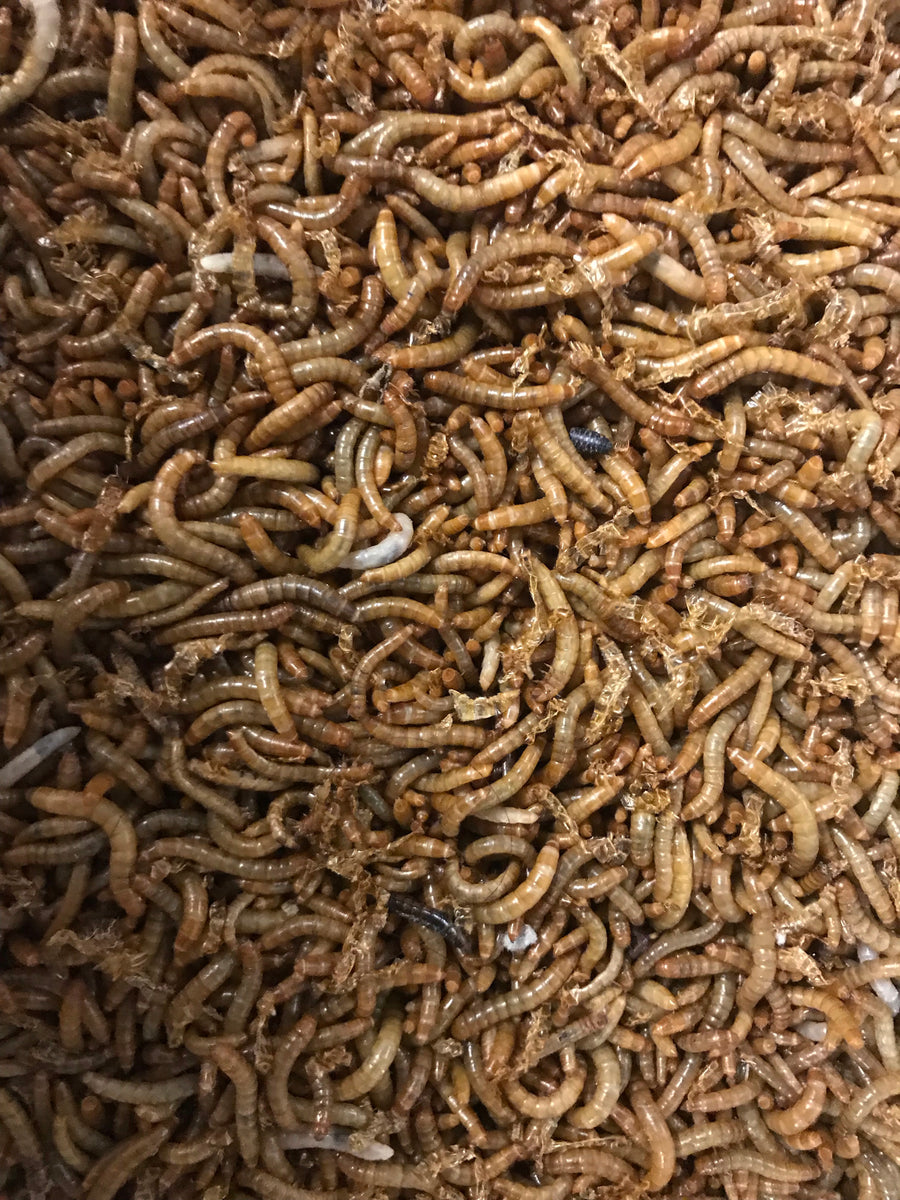 Raap bladeren op japon George Hanbury Mealworms – Dubia Farms