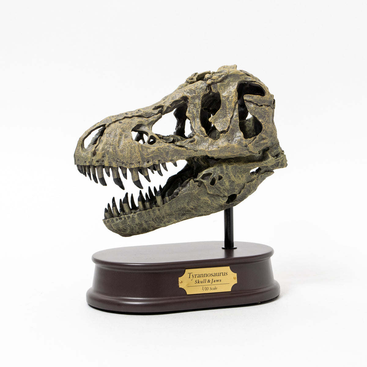 セール！ ティラノサウルス 頭骨 10分の1スケール - 通販 - www