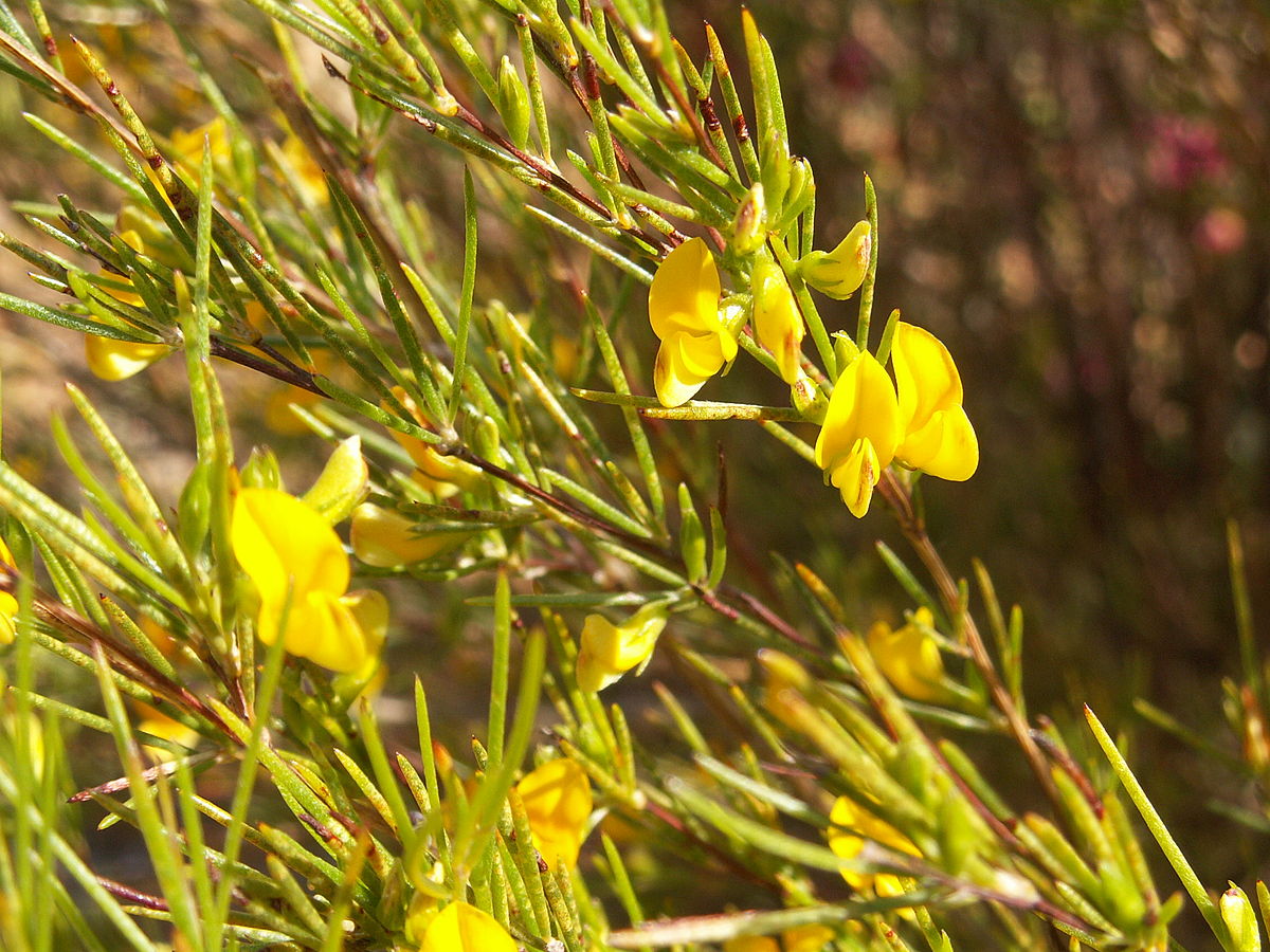 green rooibos tea plant