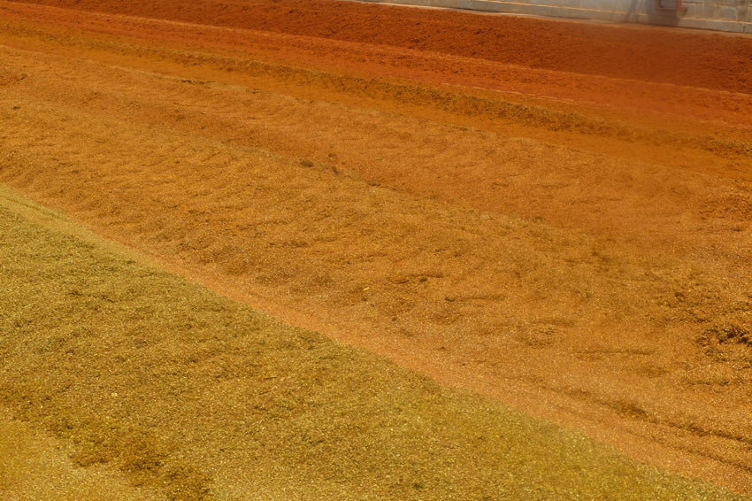 green rooibos drying in the sun - banner