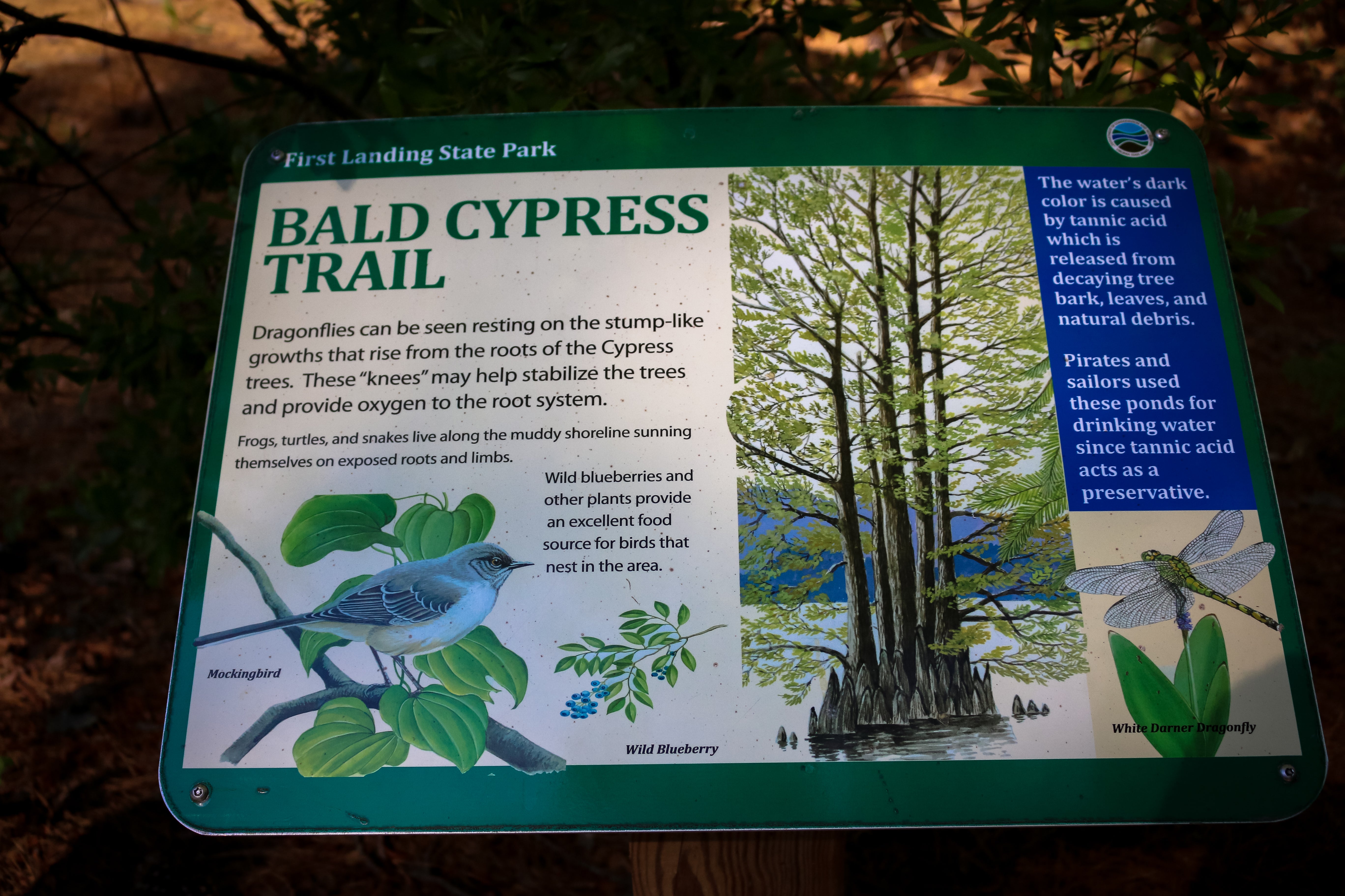 First Landing State Park - Bald Cypress Trail