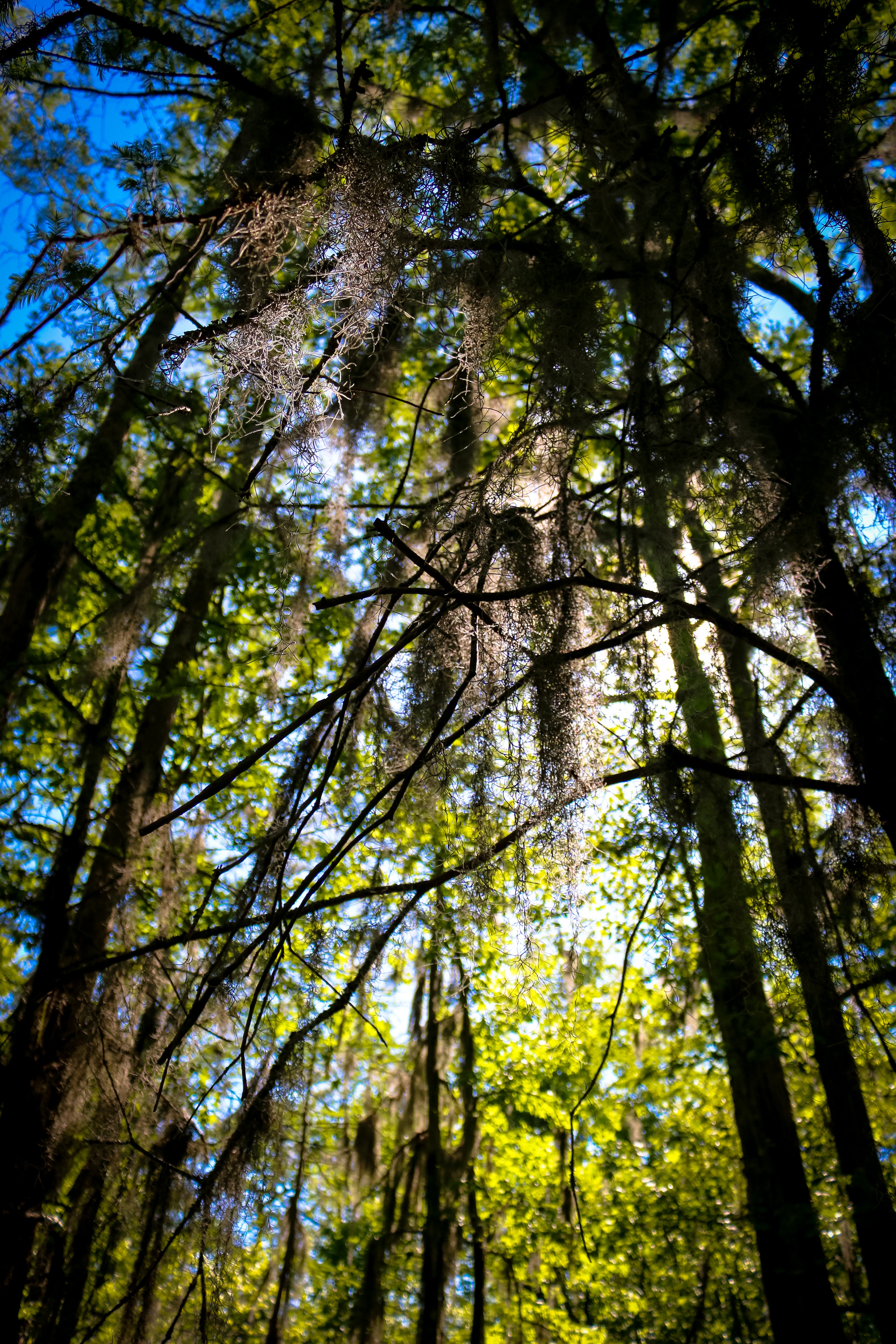 First Landing State Park - Bald Cypress Trail