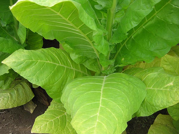 1000 Kentucky 171 Tobacco Seeds ~ Nicotiana Tabacum ~ HEAVY Producing Burley !