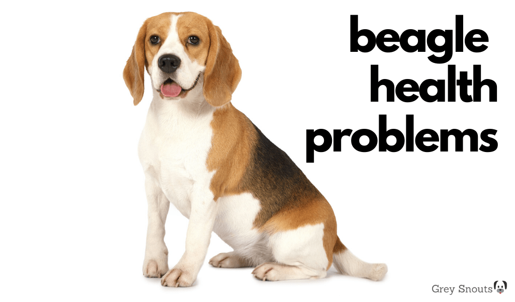 Beagle Health Problems for Owners to Know About