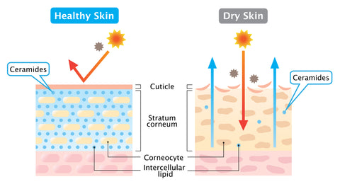 Ceramides lock moisture into your skin, which helps prevent dryness and irritation.