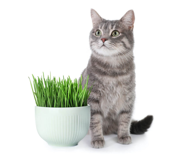 Green treats for cats