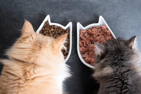 Dry Food vs. Canned Food