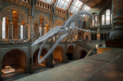Dinosaur Skeleton inside the British Natural History Museum