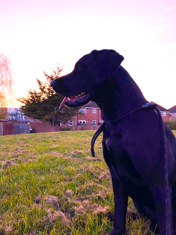 evening, sunset, walk, dog, black, labrador
