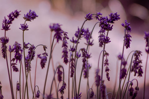 lavender, scent, flowers, sleep