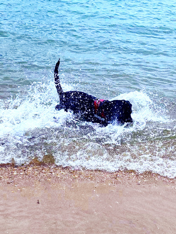 beach, swimming, dog, labrador, black, summer