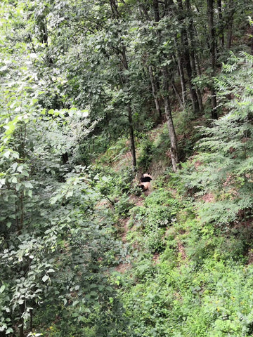 wild encounter with giant panda during wild collection