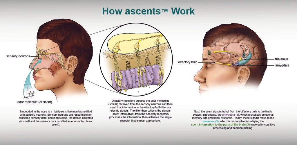 ascents™ Clinical Aromatherapy