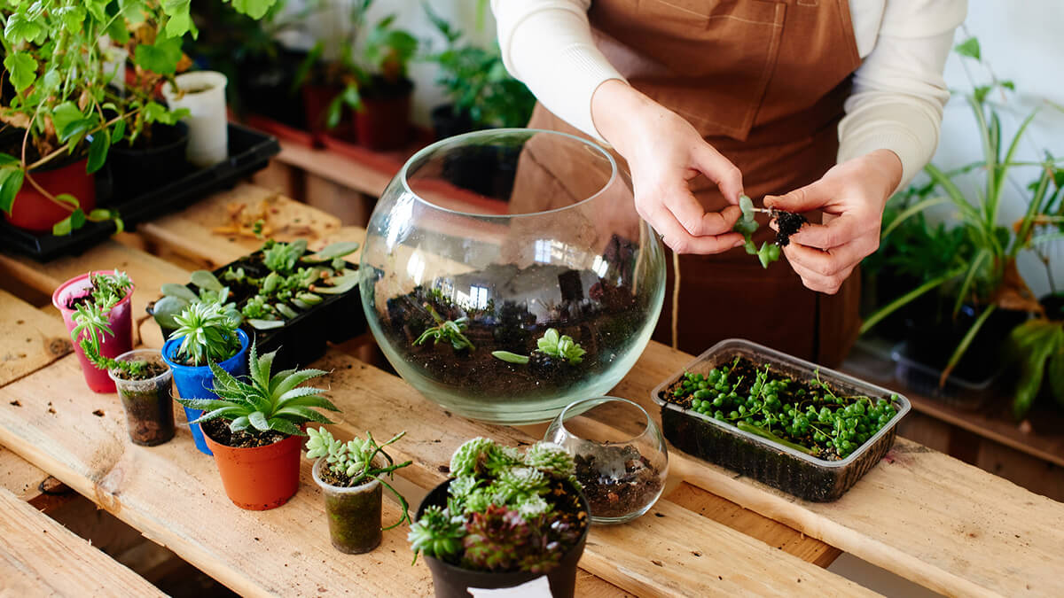 Build a Terrarium or Small Greenhouse Mothers Day Ideas