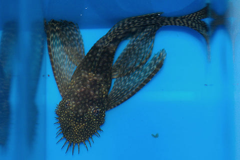 longfin brown bristlenose