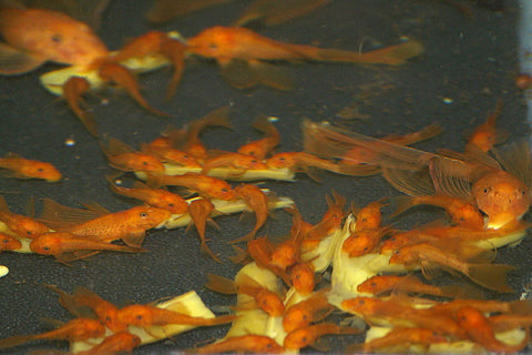 red bristlenose juveniles