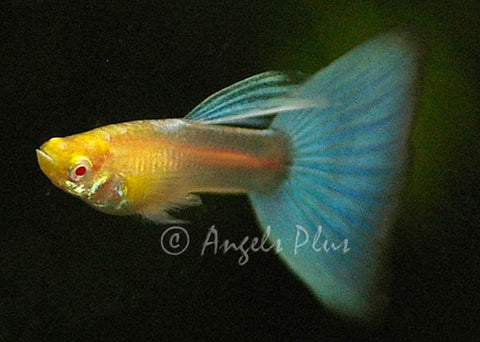 albino blue topaz guppy