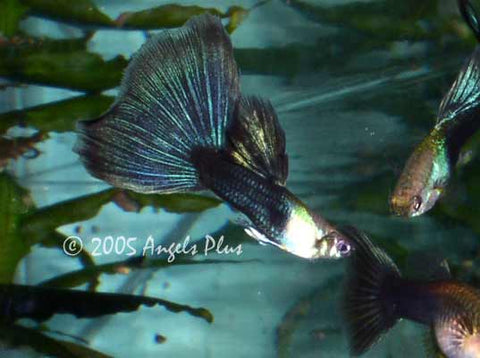 halfblack guppy