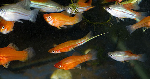 wild-cross swordtail group