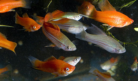 wild-cross swordtail group