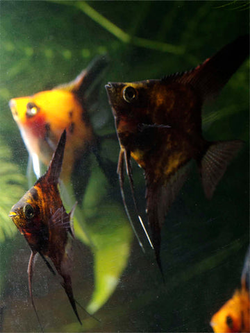 Black Splash angelfish in foreground