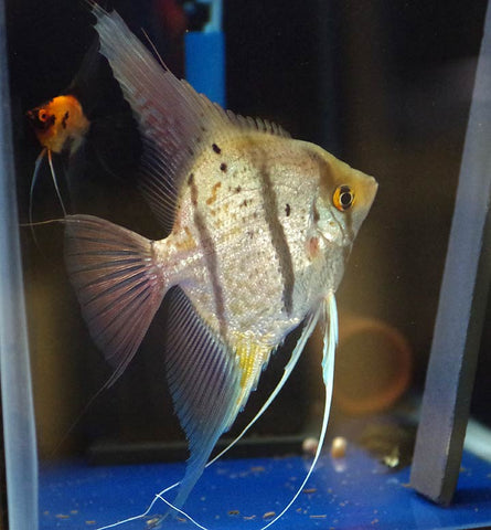 wild peruvian koi angelfish male