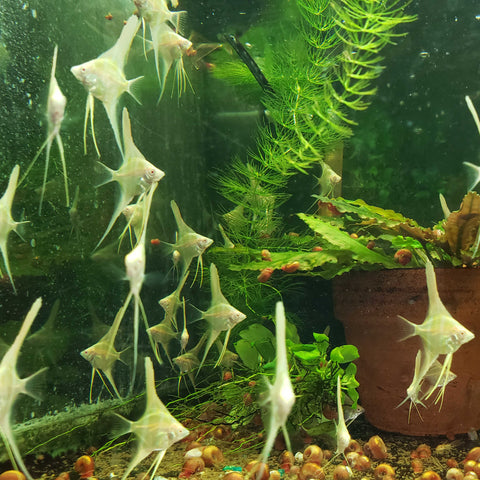 Albino Dantum angelfish juveniles