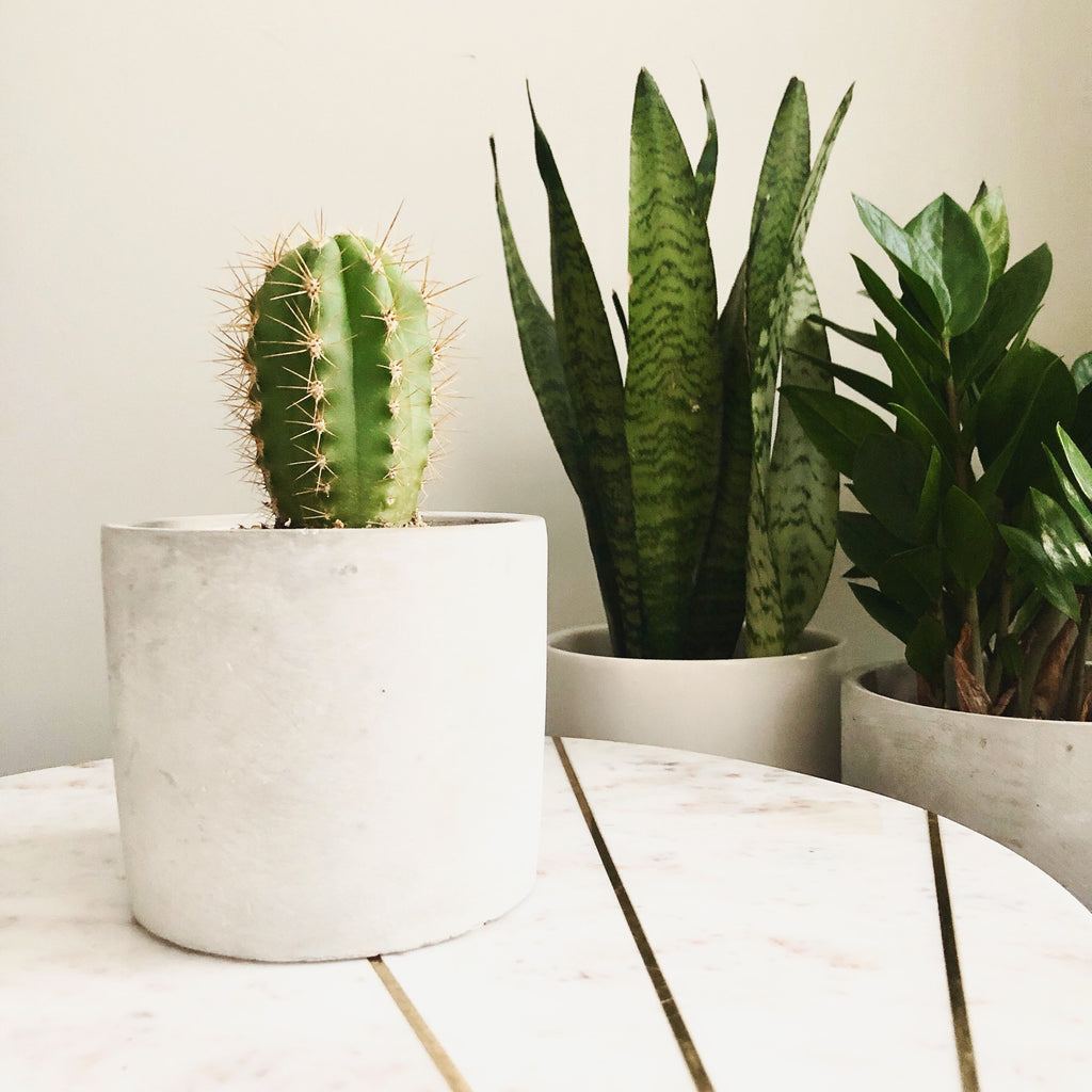 Cactus in Cement Cylinder Plant Pot_Houseplants_Plant Gifts_Online Plant Delivery_Aloe Gal Plants & Decor