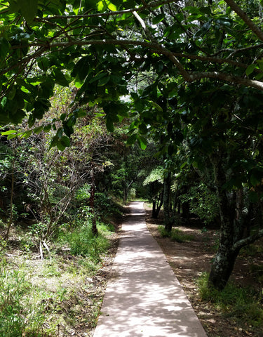 Churchill Park - Auckland, NZ