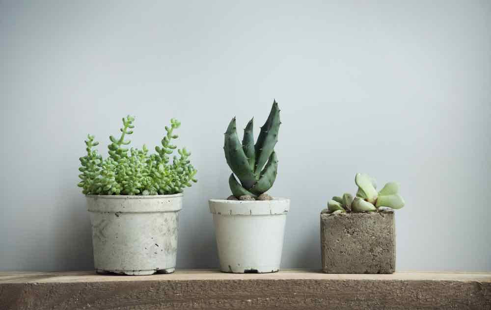 Houseplants: what to choose and how to look after them