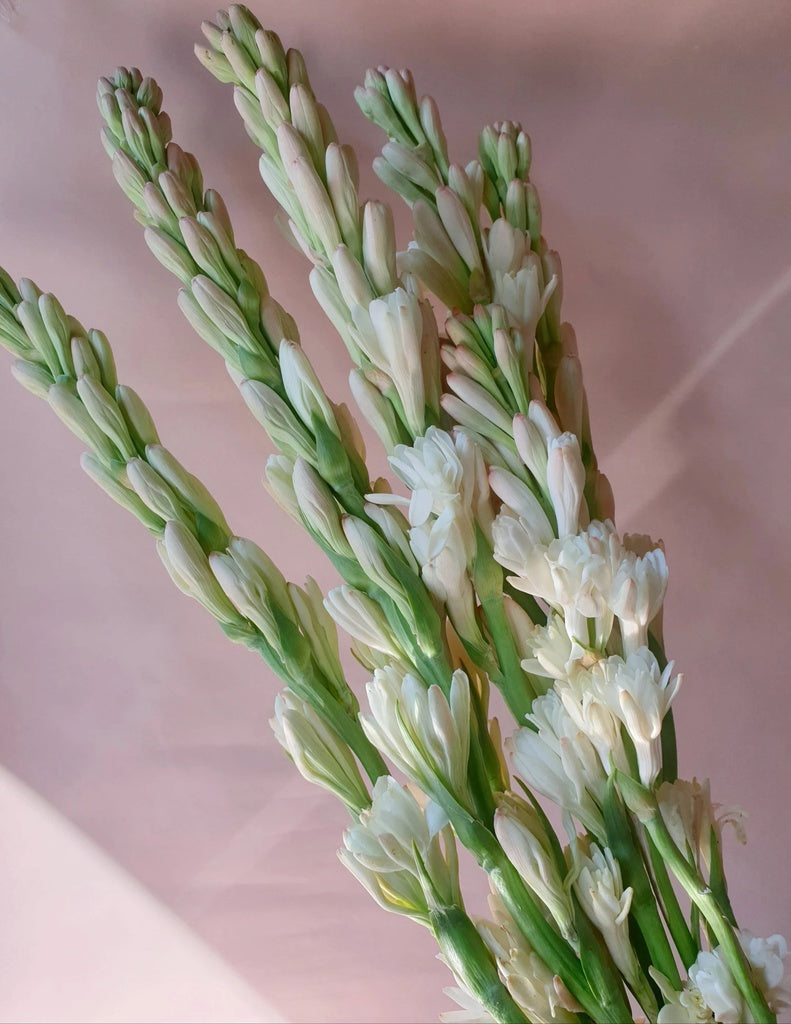 Tuberose 10 Stems Bloombombs