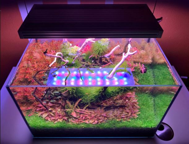 CHIHIROS WRGB II Series | WRGB 2 45 Planted Aquarium LED Light | For  45-60cm tanks | Wireless App Control