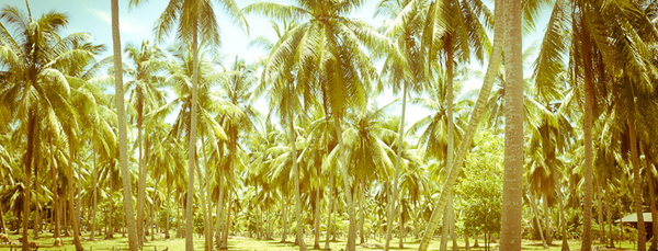 Source of coconut water