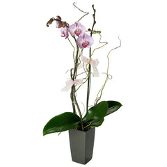 Send orchids plants / butterfly orchids to Hong Kong