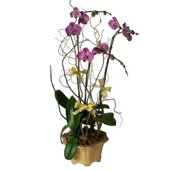 Send this Phalaenopsis (Butterfly Orchids) arrangement to someone special in Hong Kong