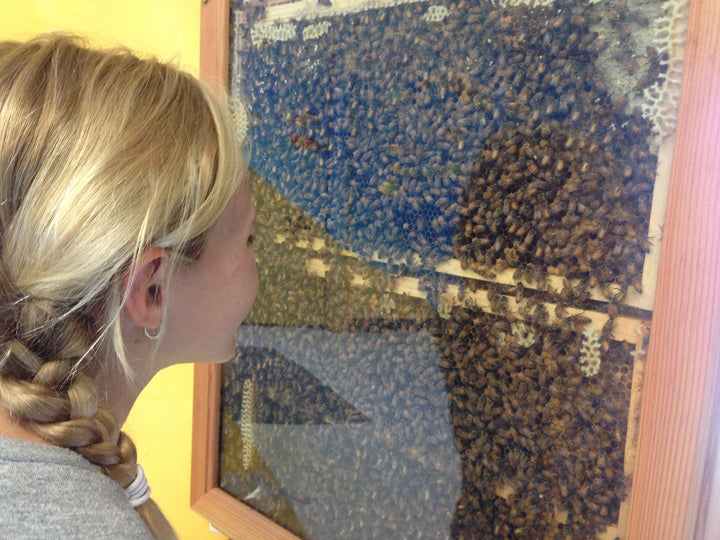 How we're growing bee education in schools