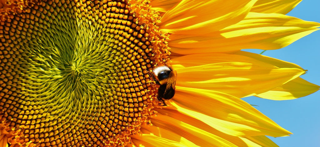 bee on a sunflower 