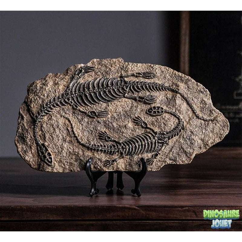 Statue Dinosaure fossile Plésiosaure