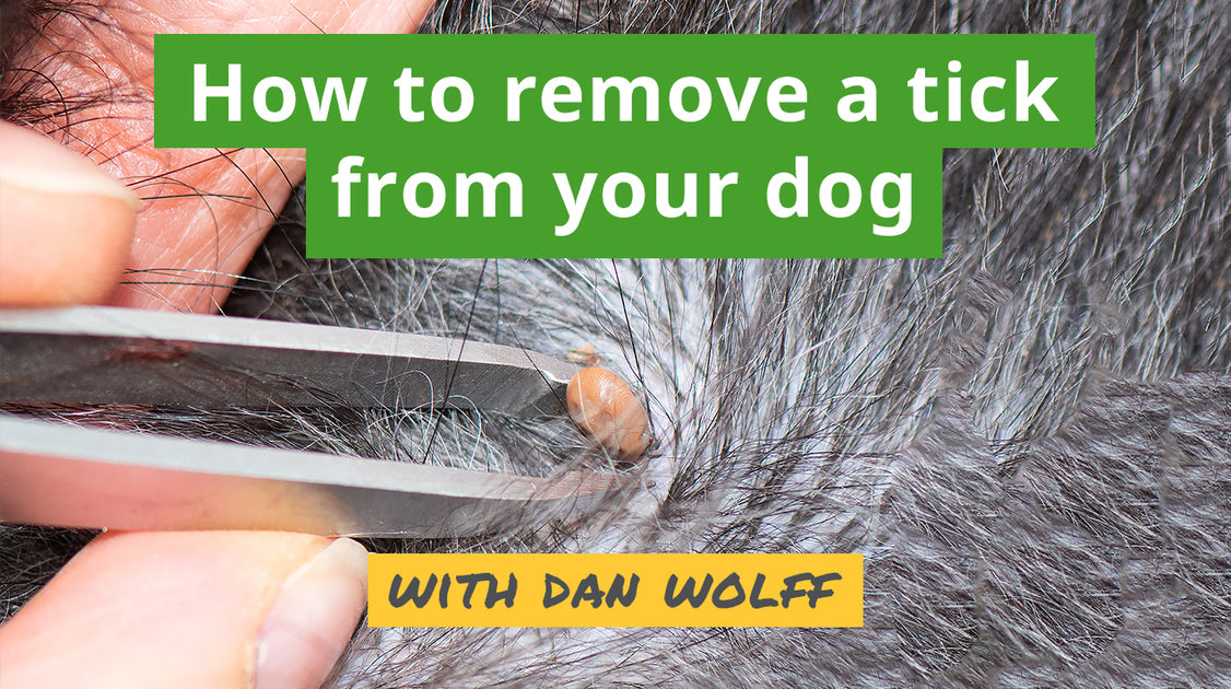 how do you remove an embedded tick from a dog