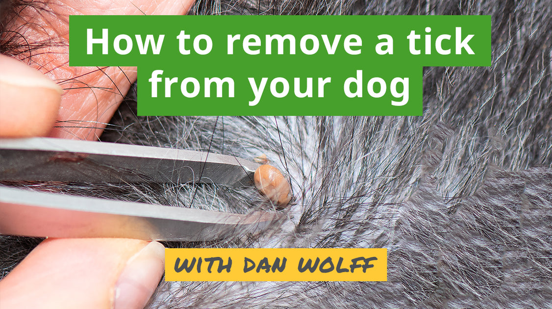 what to do if you cant remove a tick from your dog