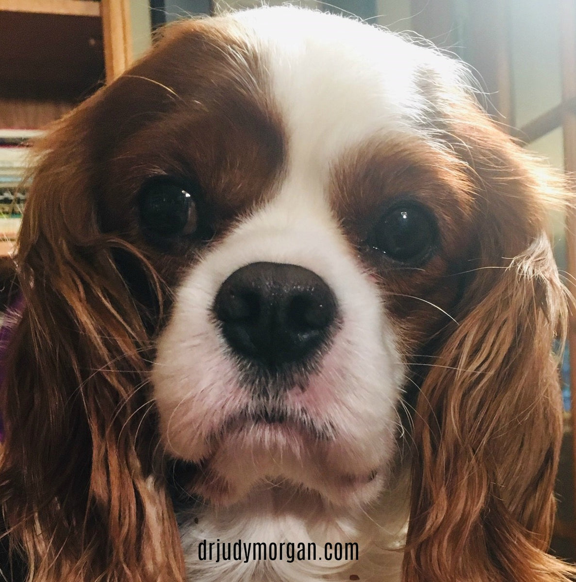 myoclonus cavalier king charles spaniel