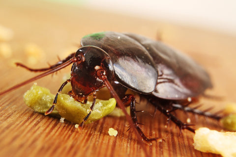 Cockroach pest control equipment