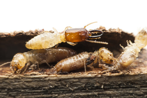 Termite pest control equipment