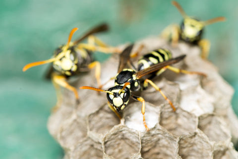 Wasps