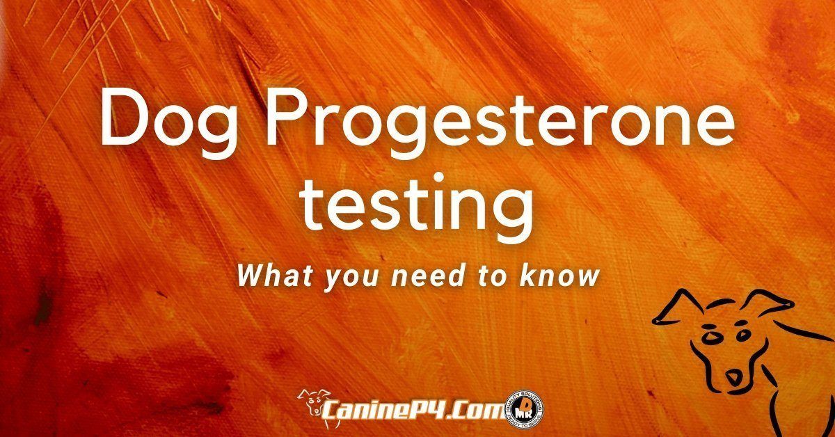 top-18-how-much-is-a-progesterone-test-for-dogs-lastest-updates-11-2022