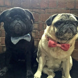 Wool & Water Pet Bow Tie