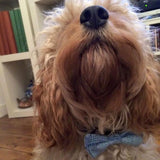 Wool & Water Pet Bow Tie