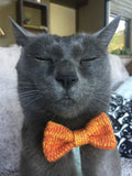 Cat Bow Tie