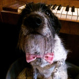 Wool & Water Pet Bow Tie