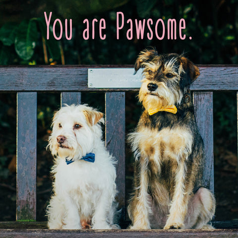 Pawsome Card